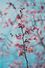 Close up of pink japan cherry (Sakura) blossoms on blue sky background. Shallow depth of field