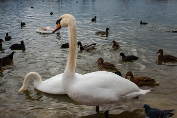 swans on the lake