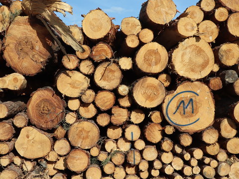 Holzstapel im Wald