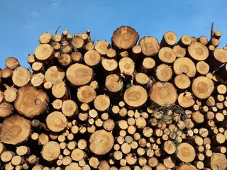 Möbelaufkleber Holzstapel im Wald © hecht7