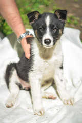 Cute little black and white puppy dog sit in summer looking straight
