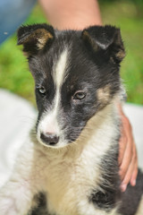 Cute little black and white puppy dog sit in summer looking straight