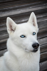 Beautiful white siberian husky dog with black nose and blue eyes looking forward