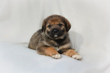 Adorable little brown puppy dog lie on white background
