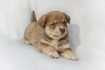Adorable little brown puppy dog lie on white background with blue eyes