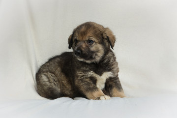 Obraz premium Adorable little brown puppy dog lie on white background