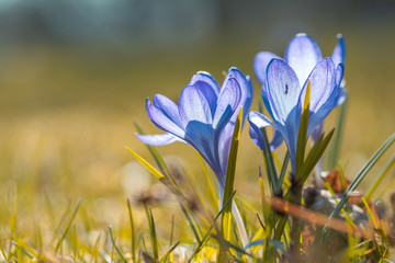 Close up of blue crocus flowers. Sun shining from behind, creating back-lighting. Green grass background with shallow depth of field