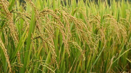 close up of ripening rice in a paddy field