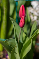 closeup of purple  and orange tulips on green leaves background