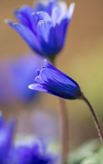 Macro of Anemone apennina or blue anemone flowers. Early spring bloom. Shallow depth of field