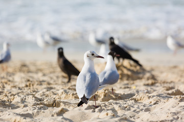 Seagulls sitting on the beach, searching for food. Selective focus.