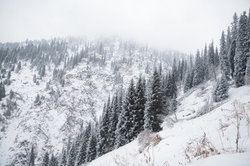 Spruce on a mountain background, fog