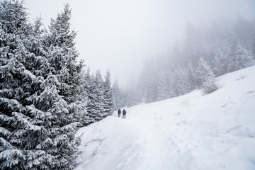 people go to the mountains fir-tree, winter fog