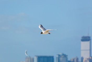 Seagull in flight against a blue sky, ascending with wings spread