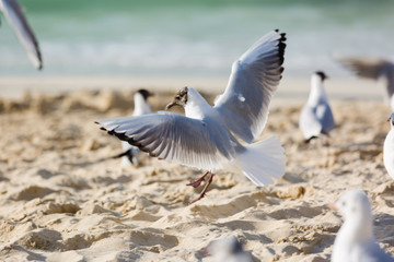 Seagulls in flight against the background of the sights of the old city, Charles Bridge and view to Vltava River, Prague Castle, Prague, Czech Republic.