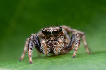 jumping spider on a green leaf