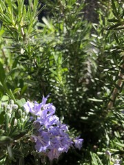 lavanda e rosmarino