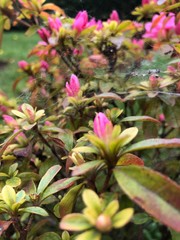 piccola azalee fiorite