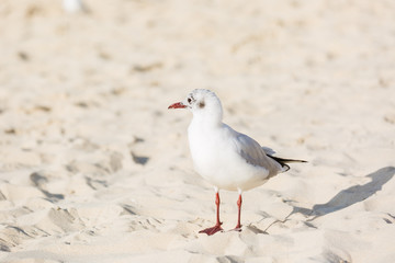 Seagulls on the beach in Hermosa watching the waves break on the shore waiting for food