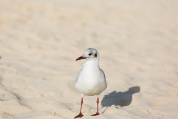 Seagulls on the beach in Hermosa watching the waves break on the shore waiting for food