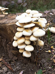 mushrooms on a tree