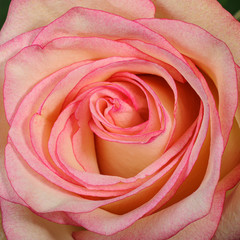 Beautiful closeup pink rose flower. Elegance rose macro.