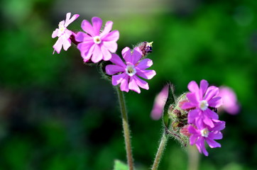Obraz premium Rote Lichtnelken