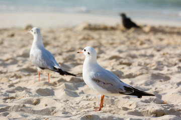 Seagulls on the beach in Hermosa watching the waves break on the shore waiting for food