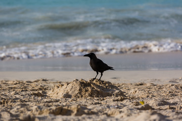Hooded crow walking on the riples of sand on frozen beach of Baltic sea at sunset.