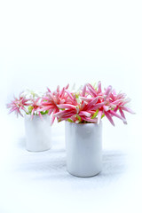 Pink Nail flower plants and vase