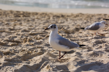 Seagulls on the beach in Hermosa watching the waves break on the shore waiting for food