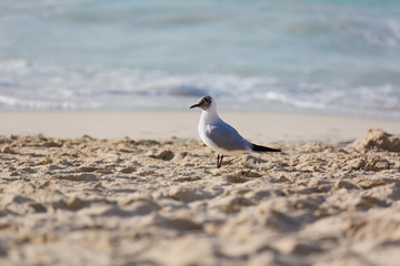 Seagulls on the beach in Hermosa watching the waves break on the shore waiting for food