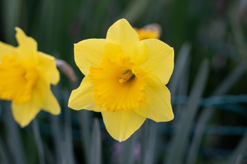 close up of bright yellow daffodil