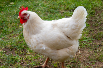 free range chicken on green grass