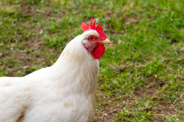 rooster in the farm