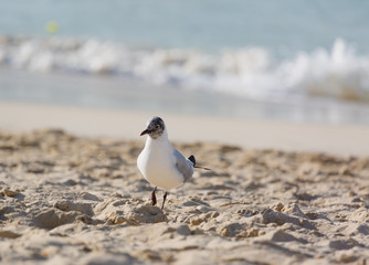 Seagulls on the beach in Hermosa watching the waves break on the shore waiting for food