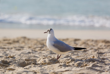 Seagulls on the beach in Hermosa watching the waves break on the shore waiting for food