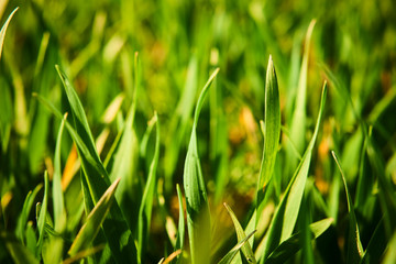 Close-up of young wheat plants on a field with shallow depth of field and selective focus
