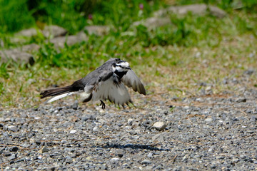 white wagtail in flight