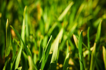 Close-up of young wheat plants on a field with shallow depth of field and selective focus

