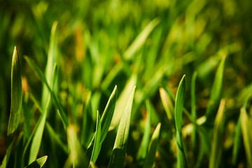 Close-up of young wheat plants on a field with shallow depth of field and selective focus
