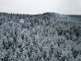 Aerial view on the forest in winter in Karelia, northwest of Russia