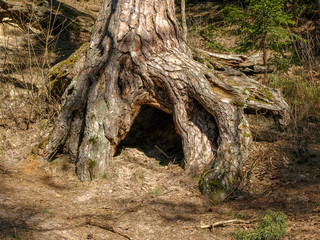 picture with thick pine roots