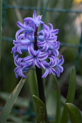 purple hyacinth blooming in spring.