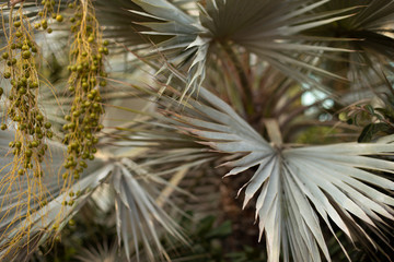 Closeup tropical palm branches Botanical, natural background