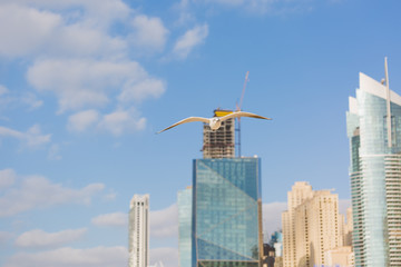 Naklejka premium Seagulls in flight against the background of the sights of the old city, Charles Bridge and view to Vltava River, Prague Castle, Prague, Czech Republic.