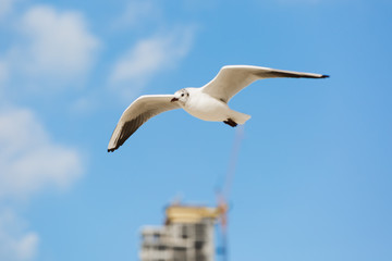 Seagull in flight against a blue sky, ascending with wings spread