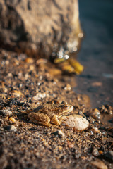 Camouflaged Frog on the River Side