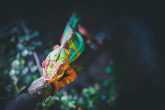 Chameleon the Master of Camouflage