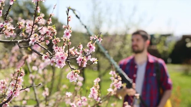 Man hand spraying blooming tree in orchard with garden bottle aerosol against pest
